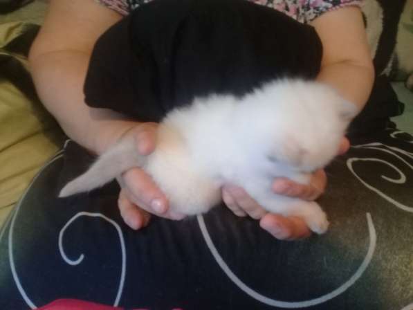 Шотландские котята в Санкт-Петербурге фото 37