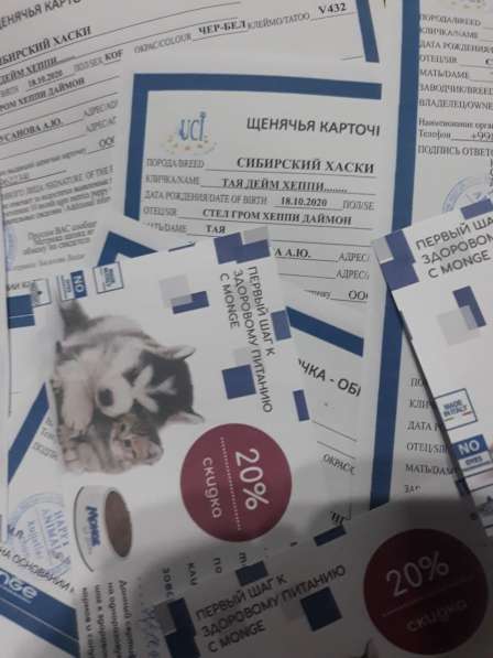 Клубные Чистокровные Хаски в фото 3