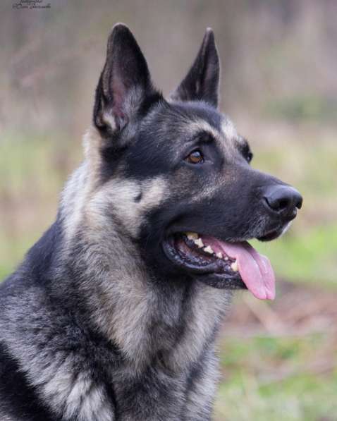 Резерв Шикарные щенки ВЕО в Москве фото 3