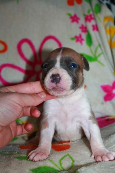 Шикарные милые щенки Амстаффа 2 месяца ркф в Москве фото 11