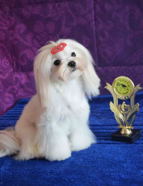 Мальтезе лучший друг в Москве фото 6