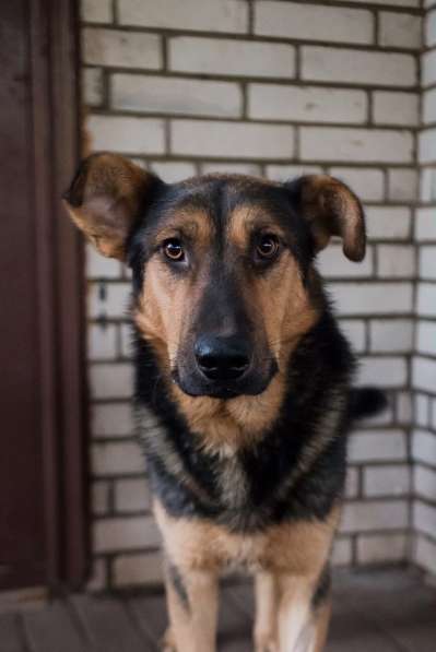 Разумный ласковый молодой пес в Санкт-Петербурге фото 12