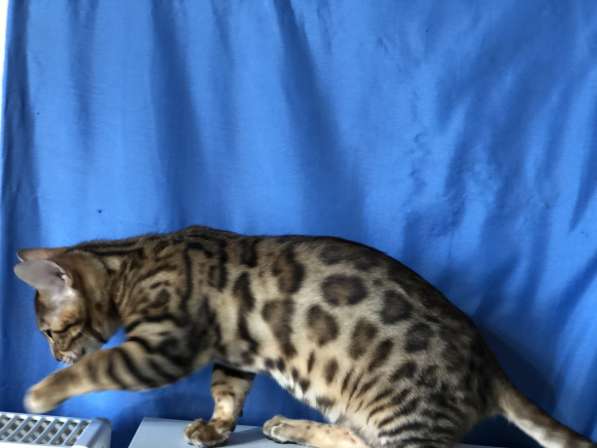 Бенгальская кошка с документами в фото 5
