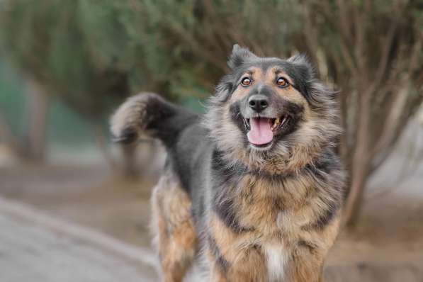 Марта ищет хозяина в Москве фото 7