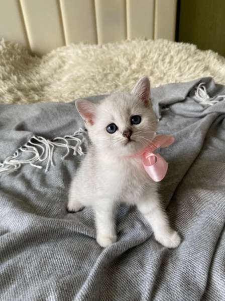 Шотландские котята в Арзамасе фото 5