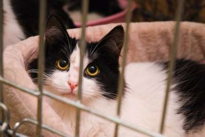 Отдам даром Посмотрите на этого красавца Тео в Санкт-Петербурге