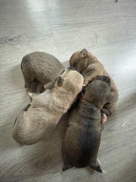 Отдаем в добрве руки