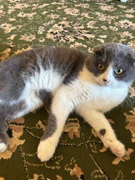 Шотландский вислоухи котенок в Каспийске фото 4