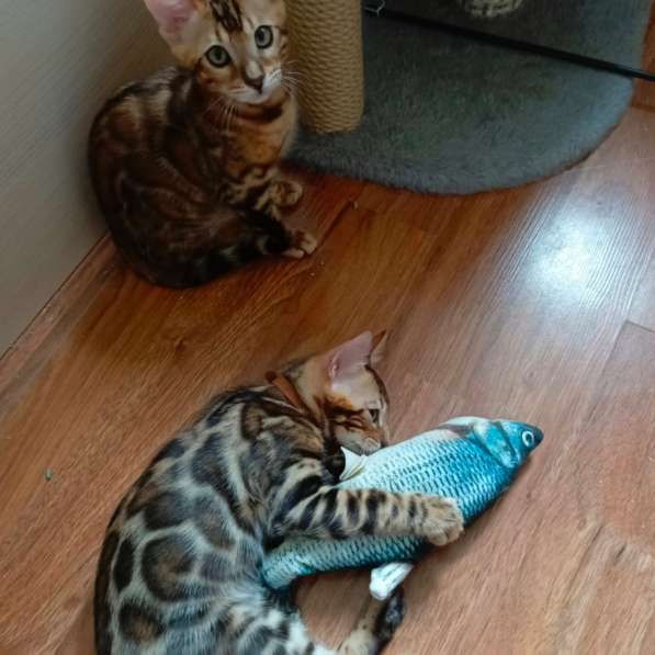 Бенгальские котята в Лобне