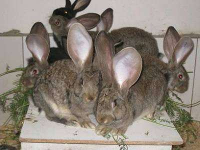 Кролики гиганты Фландр, Ризен, Баран. в Красноярске фото 3