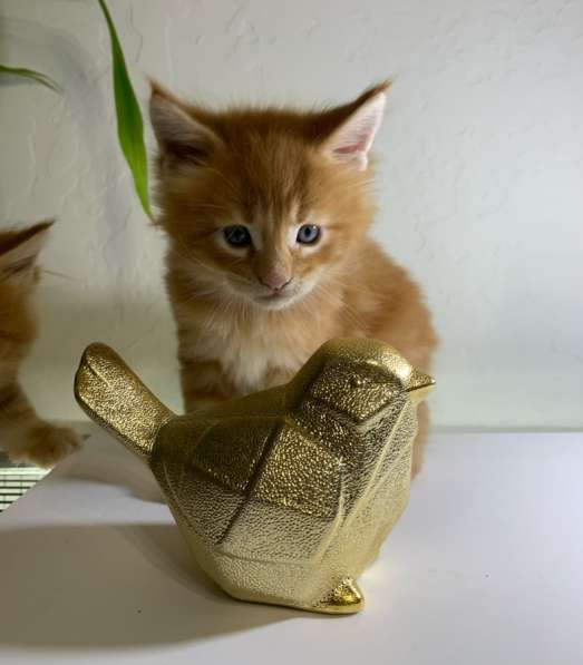 Майн - Кун котята в Санкт-Петербурге фото 3