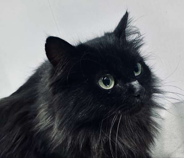 Роскошная пушистая черная кошечка Черника в дар