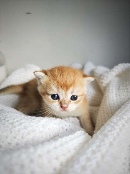 Британские котята в окрасе золотая шиншилла в фото 6