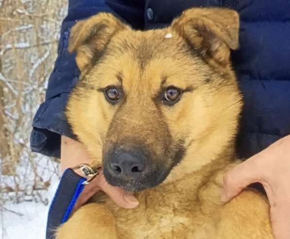 Щенок подросток Тёма ищет дом и семью