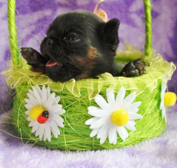 Девочка пти-брабансон в Москве фото 3