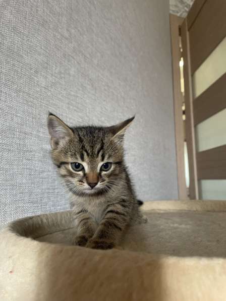 Котята-мальчики