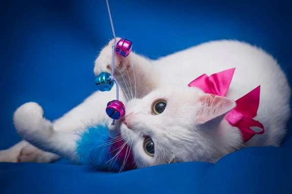 Белая кошечка Одри в добрые руки в Москве фото 9