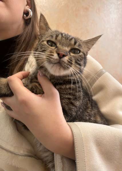 Кошечка,около года,безумно ласскова,ручная.(стерелизованная)