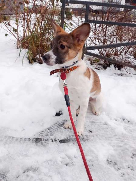 Маленькая и ласковая собачка, диванный вариант в Санкт-Петербурге