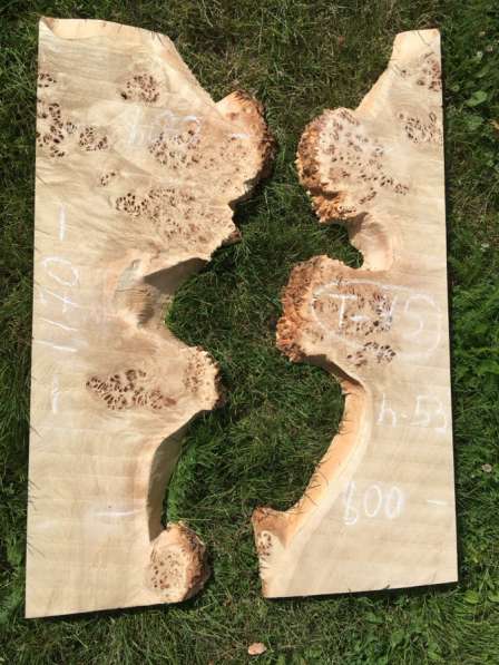 Слэбы тополя