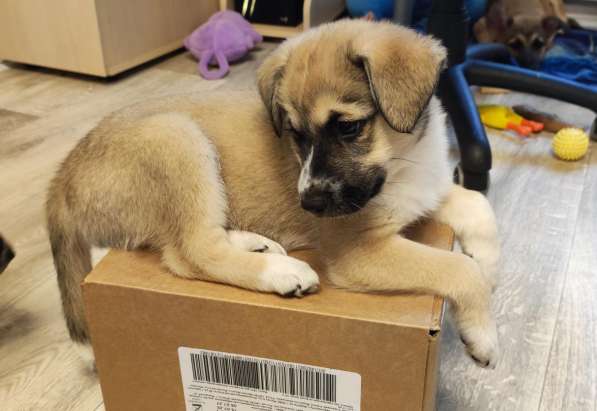 Красавица в дар в Москве