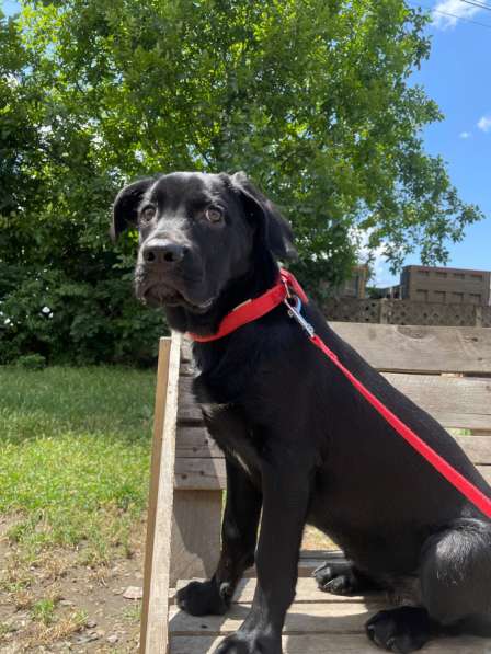 Щенок в добрые руки Кане-корсо