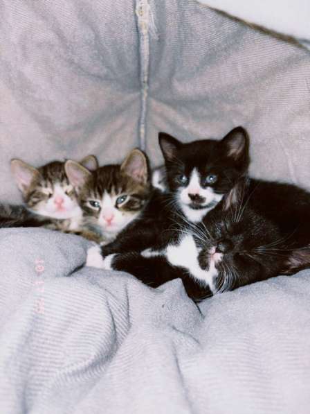 Котята в добрые руки