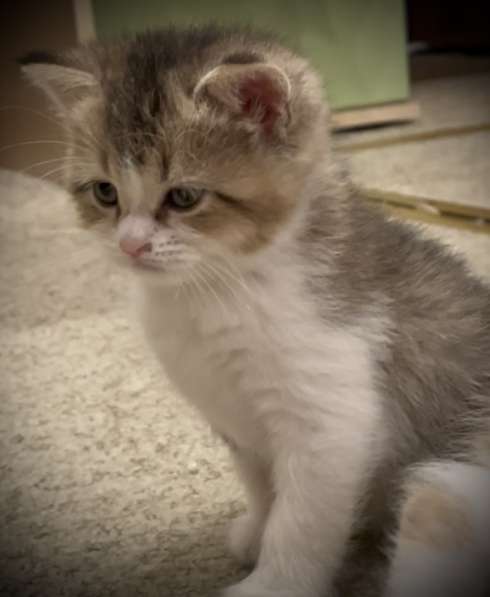 Шотландские котята в Москве фото 4