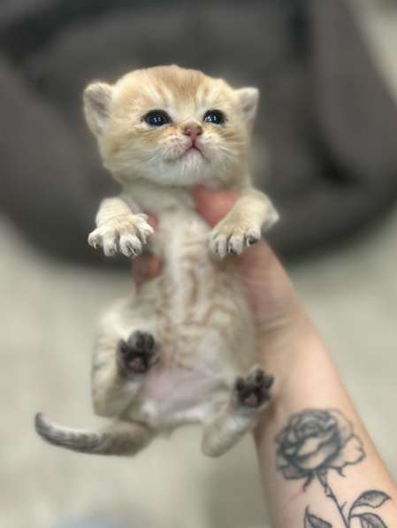 Котёнок золотая шиншилла в Калуге фото 8