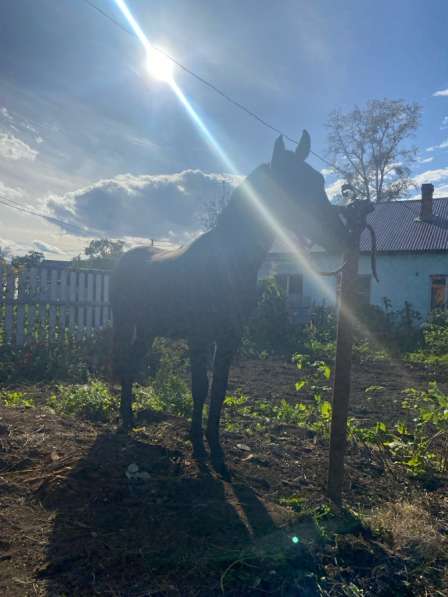 Продам лошадь в Хабаровске фото 4