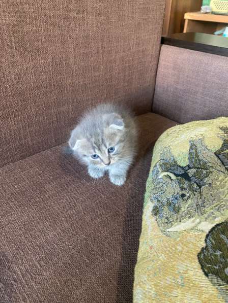 Котята с мамой вислоухой отдам бесплатно в Черкесске фото 9