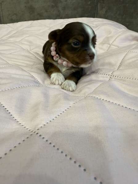 Йоркширский терьер цветной в Сургуте фото 9