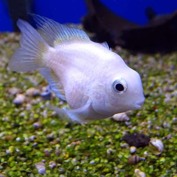 Циклид Сапфировый попугай (Голубая панда)! в Екатеринбурге