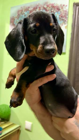 Стандартные девочки таксы в Москве фото 3