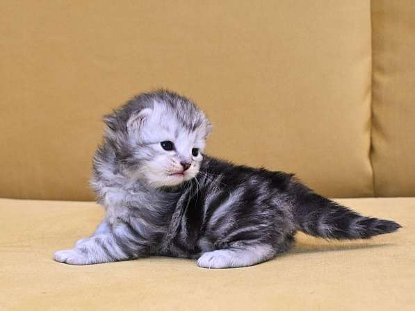 Сибиркие котята в Зеленограде фото 5