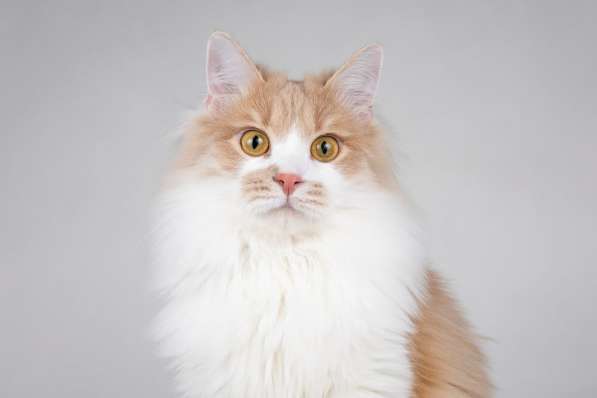 Пирожок - котик, который улыбается в Москве фото 7