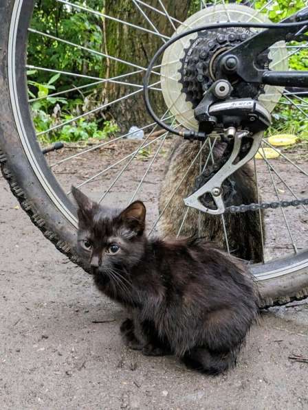 Выбросили черного котёнка! На улице погибнет в Москве фото 4