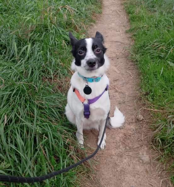 Маленькая домашняя собачка ищет дом