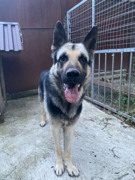 Отдаём в добрые руки