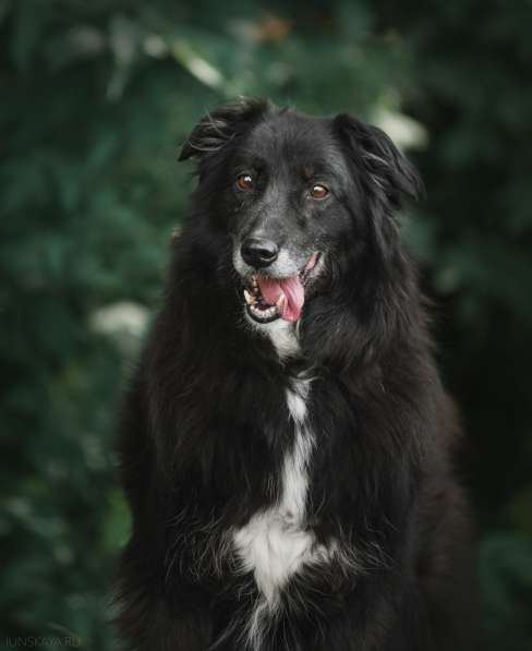 Весёлая, ласковая Чукча ищет семью