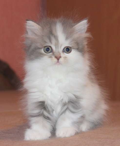 Шотландский котёнок Марсель) в Екатеринбурге фото 16