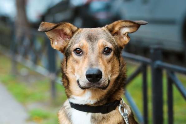 Очаровательная собачка компактного размера в Санкт-Петербурге фото 61