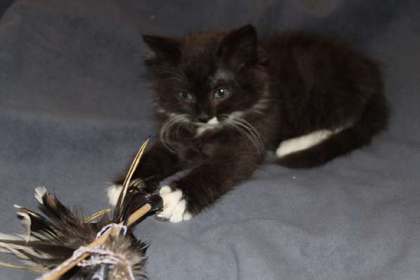 Зеленоглазая нежная красавица-кошка в Санкт-Петербурге фото 25