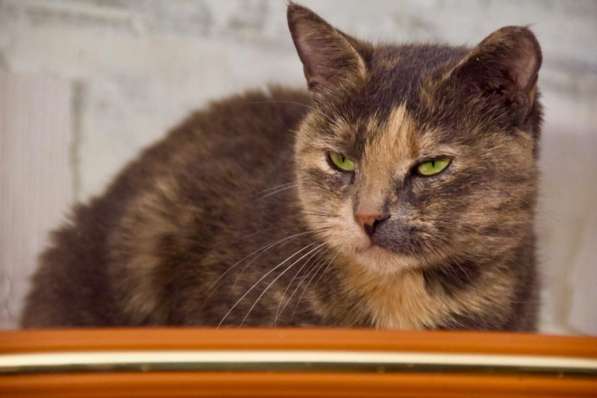 Скромная кошечка Дуня ищет дом! в Москве фото 10