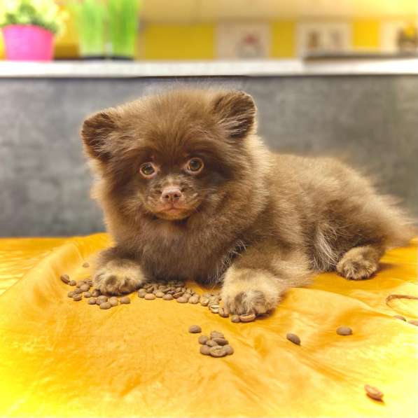 Шоколадные шпицы в Москве