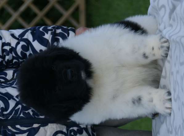 Щенок Ньюфаундленд в Солнечногорске фото 8