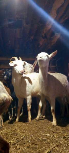 Продаются дойные и покрытые козы в Москве