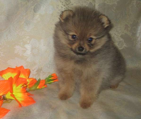 Малышка помераночка в Волгограде фото 7