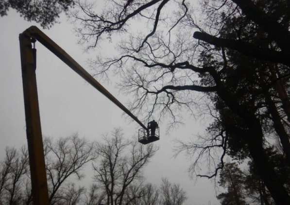 Спил деревьев спил удаление вырубка деревьев в Ярославле фото 5