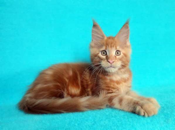 Апельсинки к Новому Году в Рязани фото 24